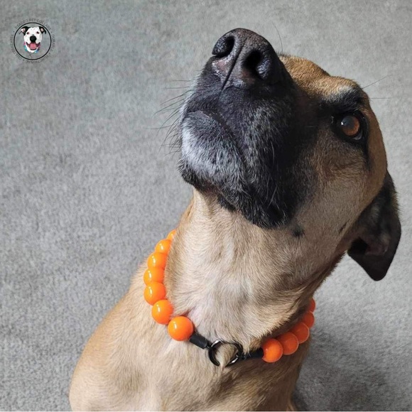 Handcrafted Beaded Dog Collar - Hunter - Neon Orange Acrylic Beads - Picture 4 of 13